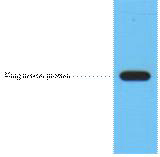 FLAG Tag Antibody